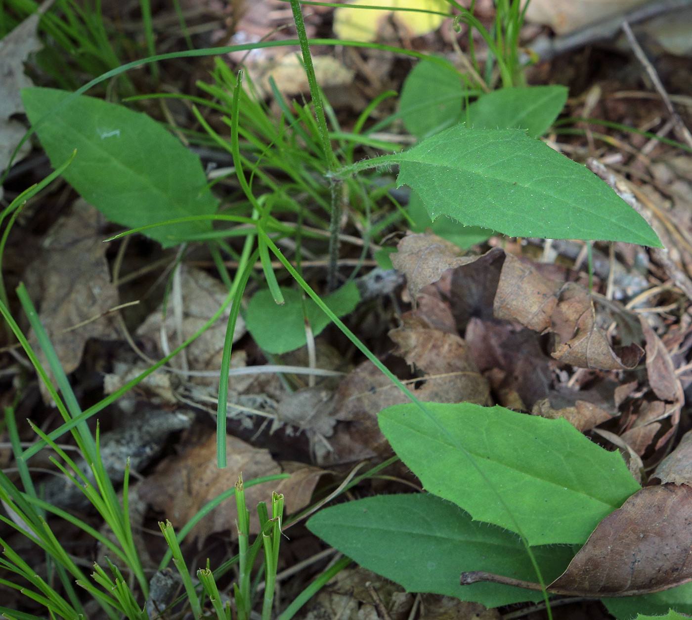 Image of familia Asteraceae specimen.
