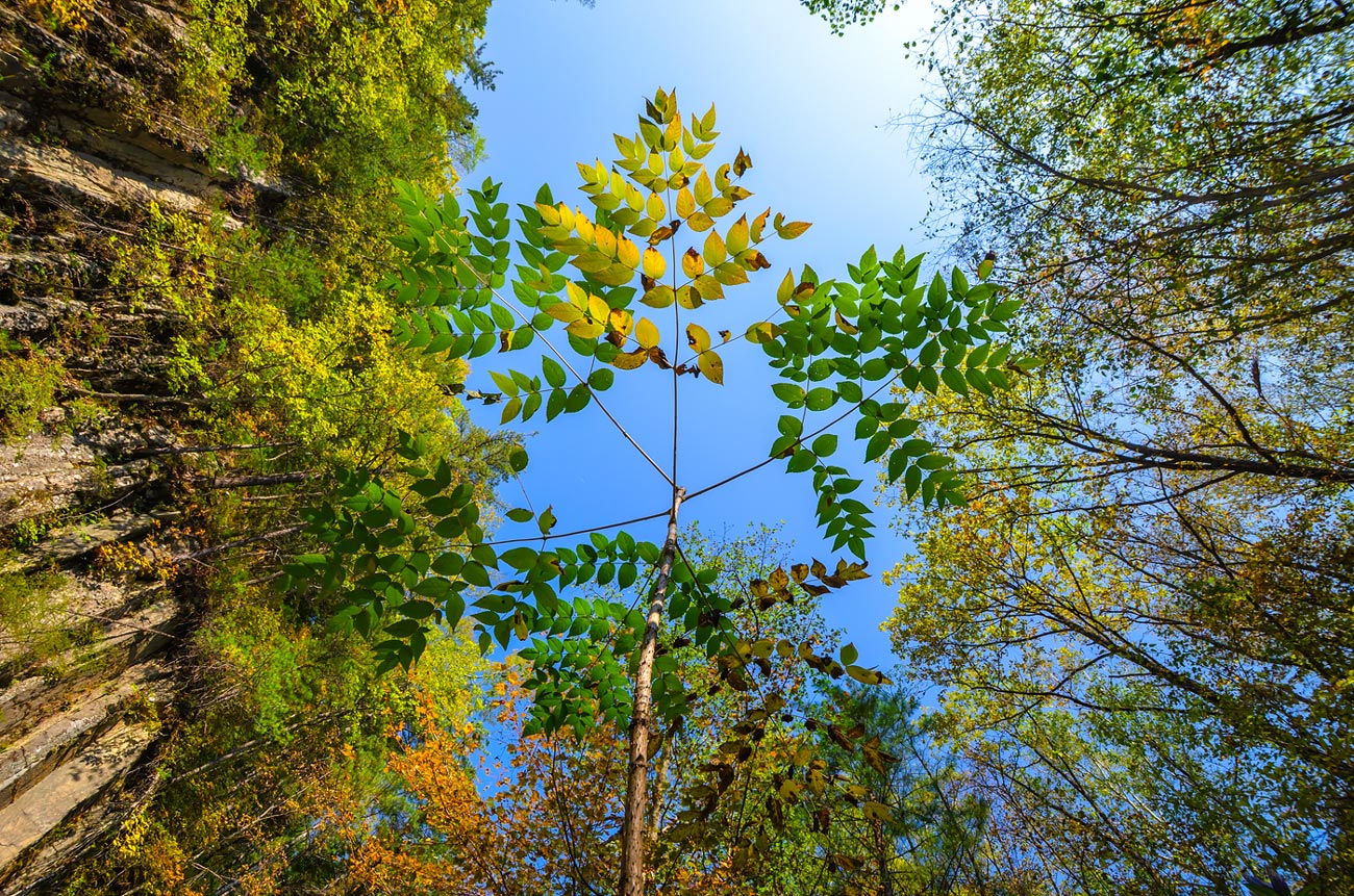 Изображение особи Aralia elata.