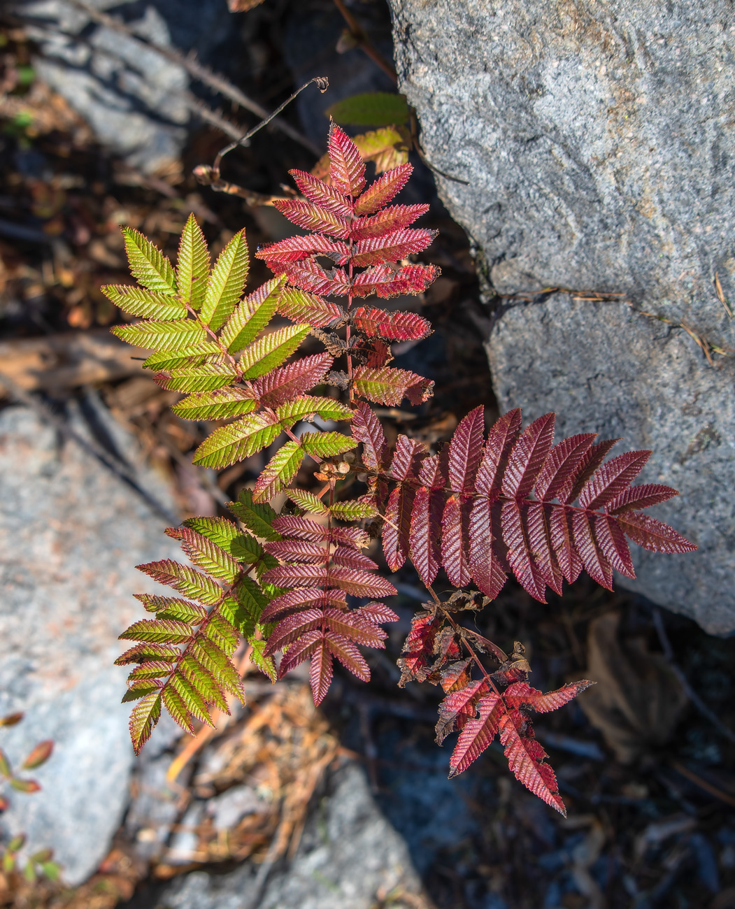 Изображение особи Sorbaria grandiflora.