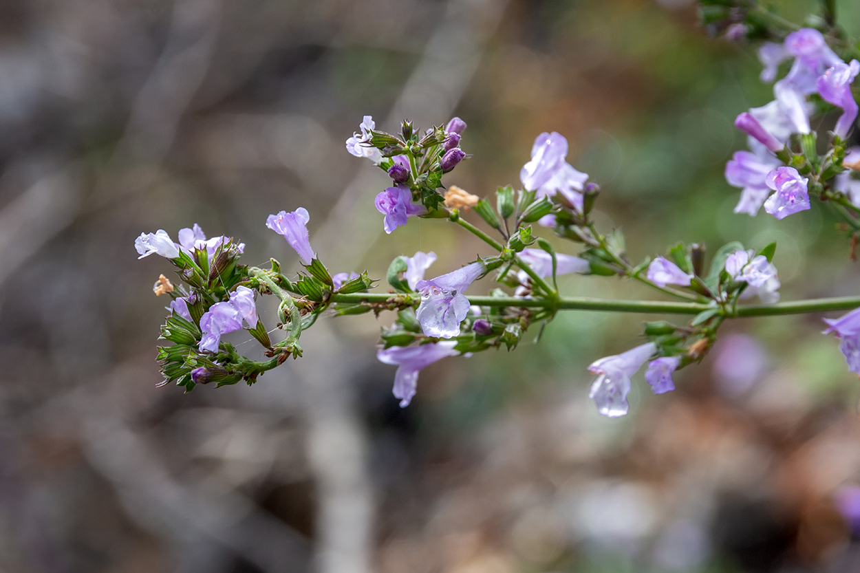 Изображение особи семейство Lamiaceae.