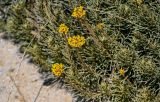 Helichrysum italicum. Верхушки побегов с соцветиями. Португалия, округ Лейрия, пос. Назаре, песчаный пляж. 07.08.2025.