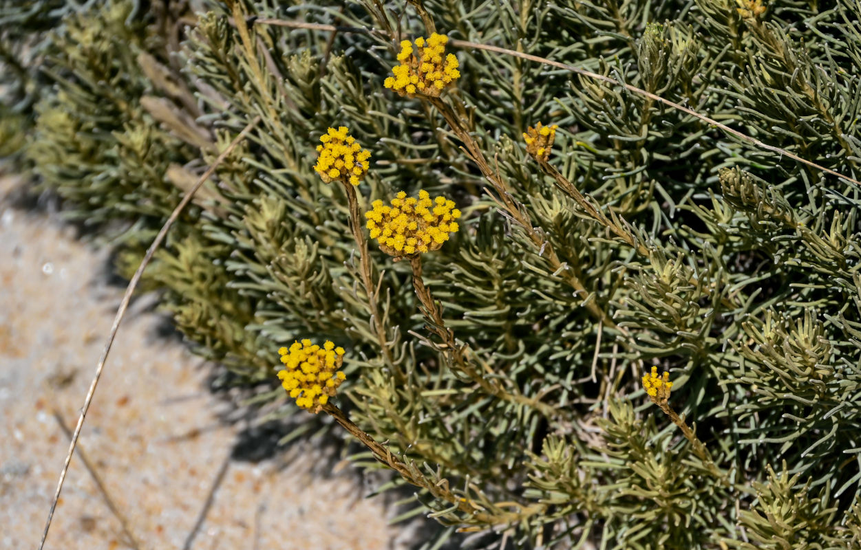 Изображение особи Helichrysum italicum.