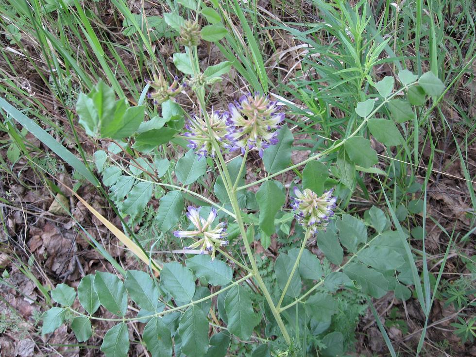 Image of Glycyrrhiza viscida specimen.