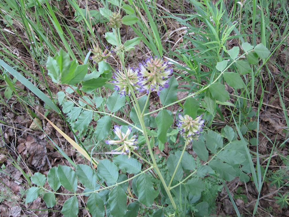 Изображение особи Glycyrrhiza viscida.