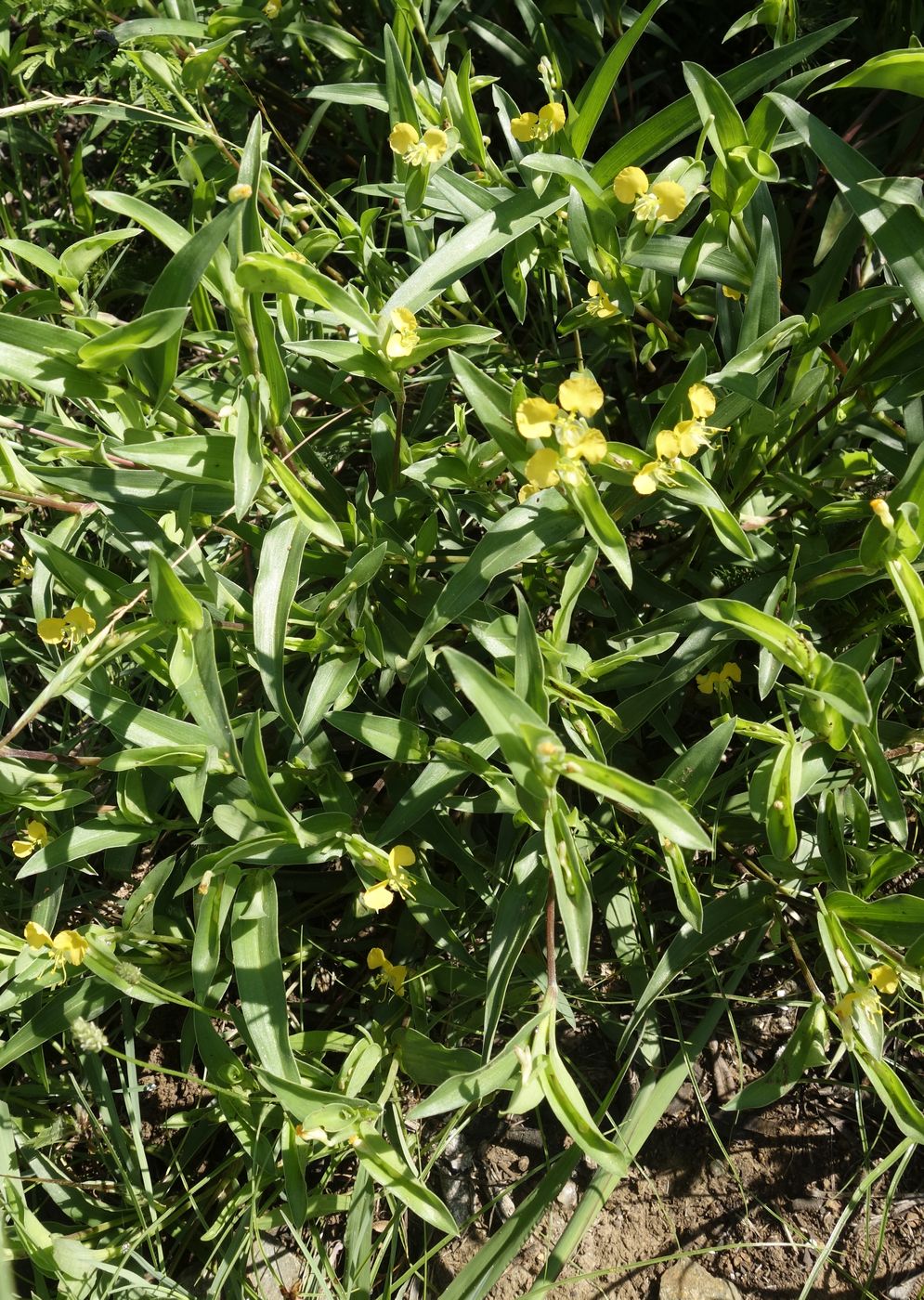 Image of Commelina africana specimen.