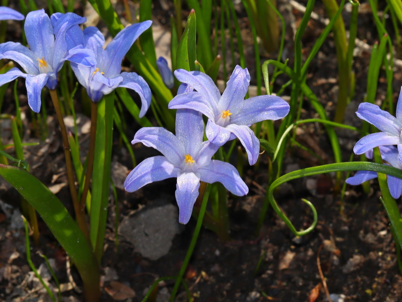 Изображение особи Chionodoxa luciliae.