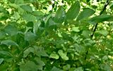 genus Polygonatum