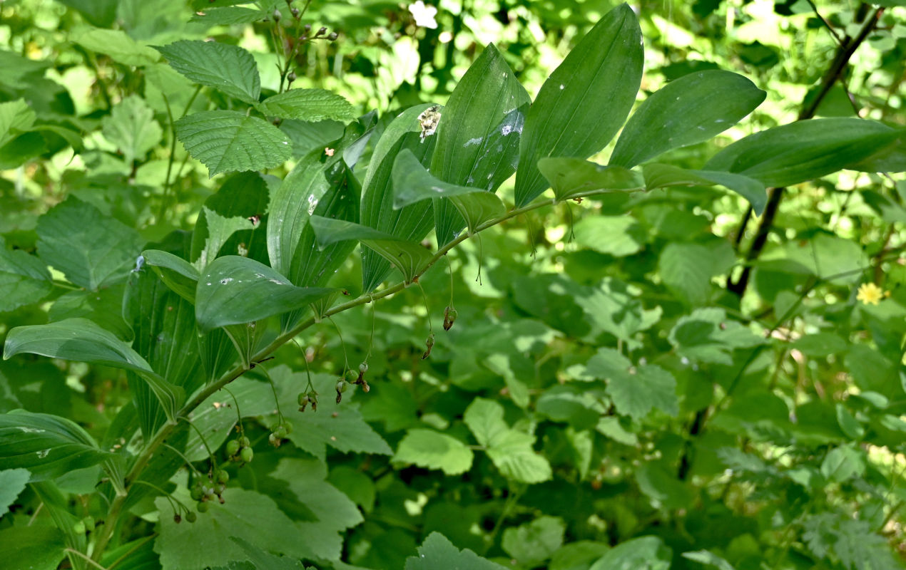 Image of genus Polygonatum specimen.