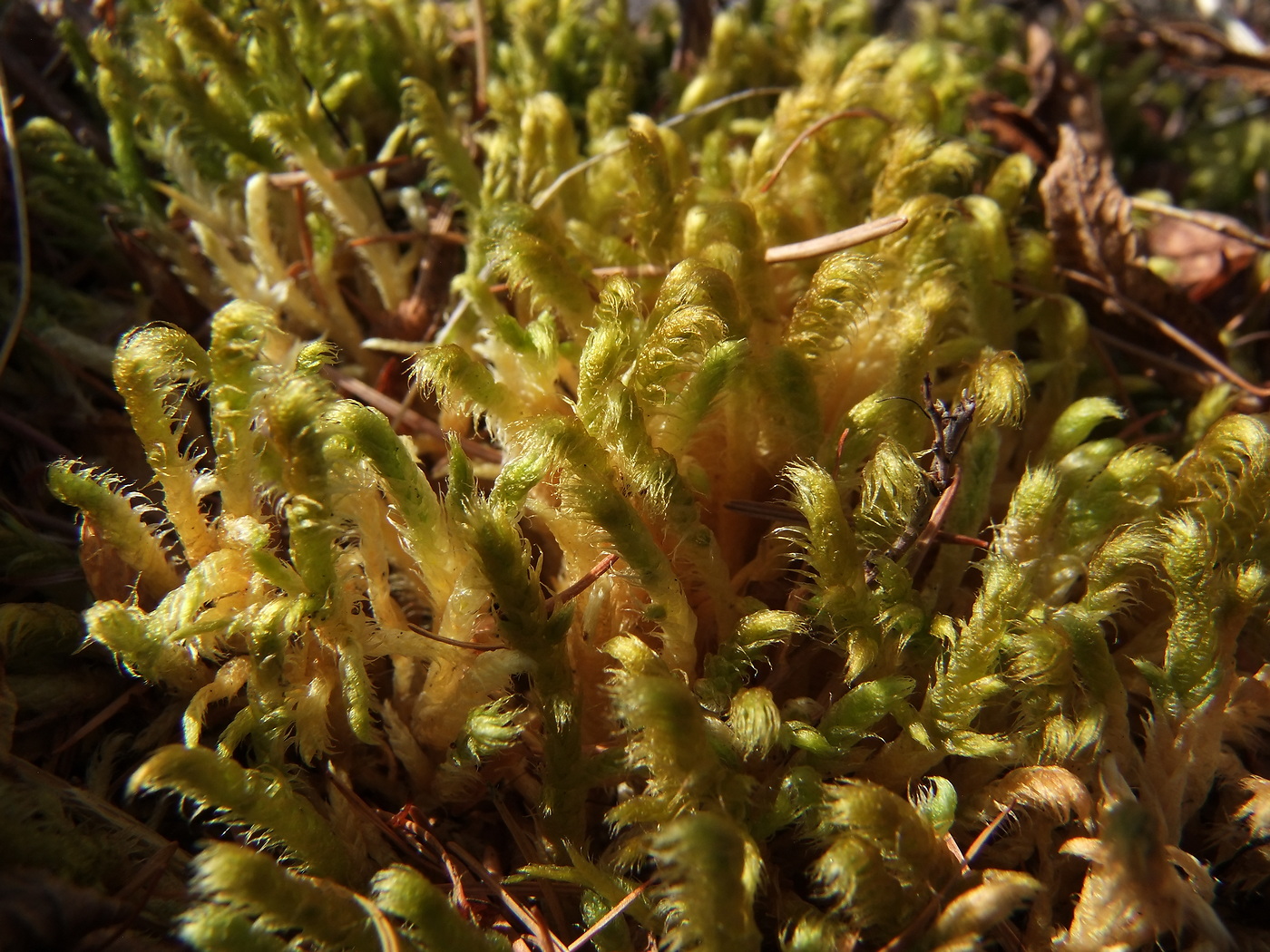 Image of Rhytidium rugosum specimen.