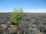 Ferula paniculata. Цветущее растение. Восточный Казахстан, Зайсанская котловина, р-н урочища Кеин-Кериш, пустыня на глинах. 13 мая 2026 г.