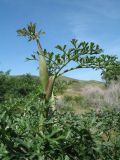Ferula akitschkensis. Верхушка растения с развивающимися цветоносными побегами. Казахстан, Жетысусская обл., Алакольский р-н; сев.-вост. макросклон Джунгарского Алатау, дол. р. Жаманты, пойма. 8 мая 2026 г.