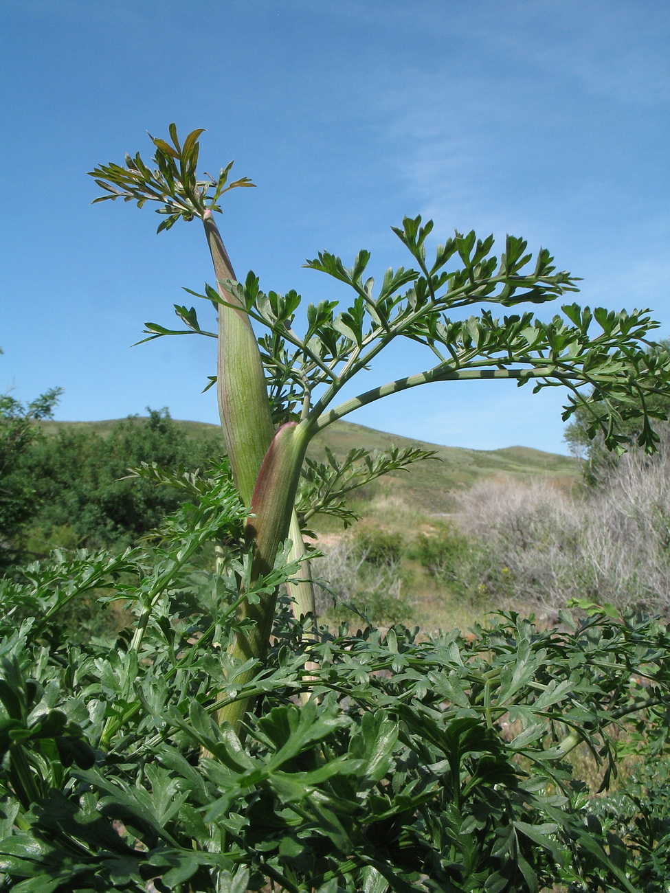 Image of Ferula akitschkensis specimen.