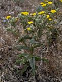 Смотреть изображение Andryala glandulosa