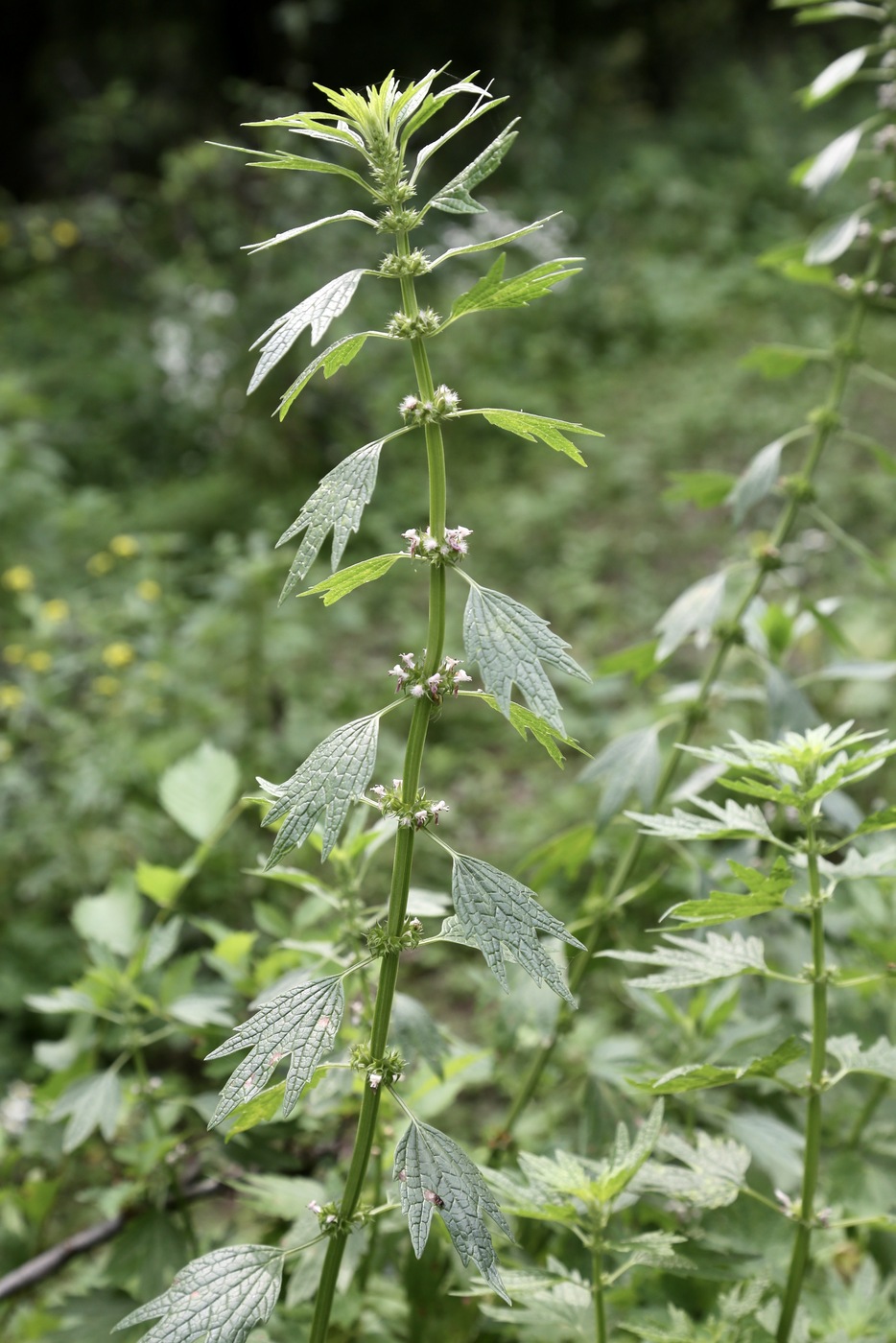 Изображение особи Leonurus turkestanicus.