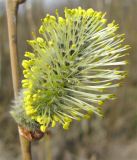 Salix cinerea