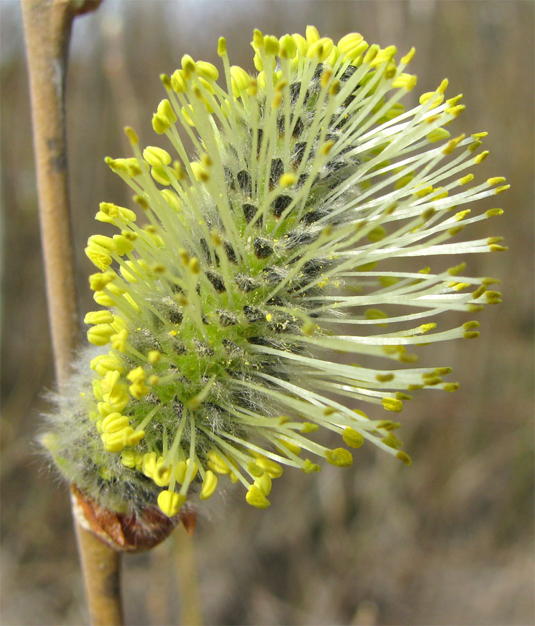 Изображение особи Salix cinerea.