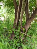 Ligustrum vulgare. Нижняя часть растения. Волгоград, Красноармейский р-н; бул. Энгельса, 27. 05.06.2026.