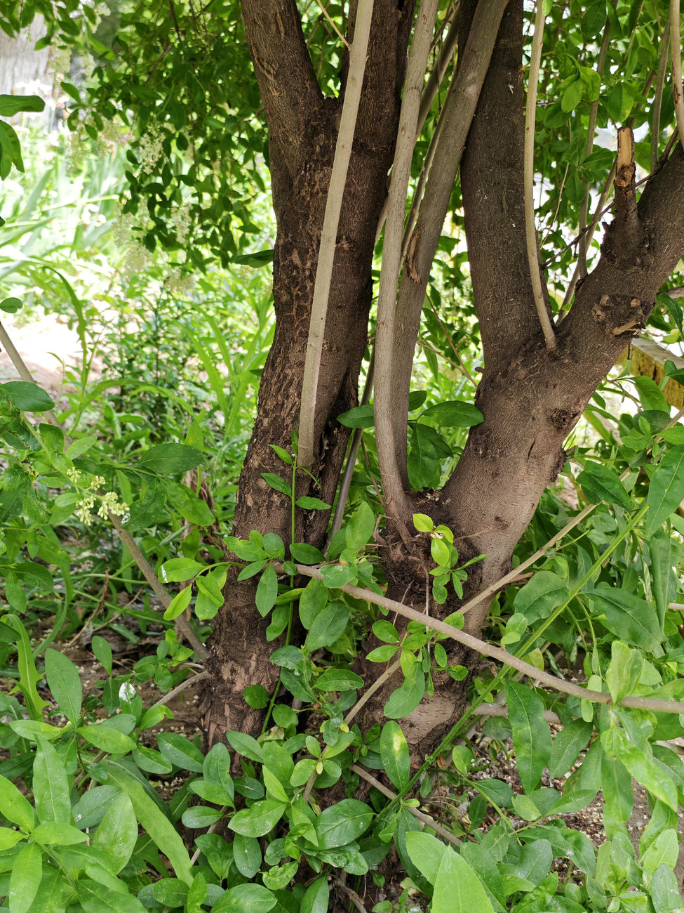 Изображение особи Ligustrum vulgare.