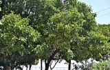 Ficus lutea. Кроны плодоносящих растений. Португалия, г. Лиссабон, в культуре. 10.08.2025.