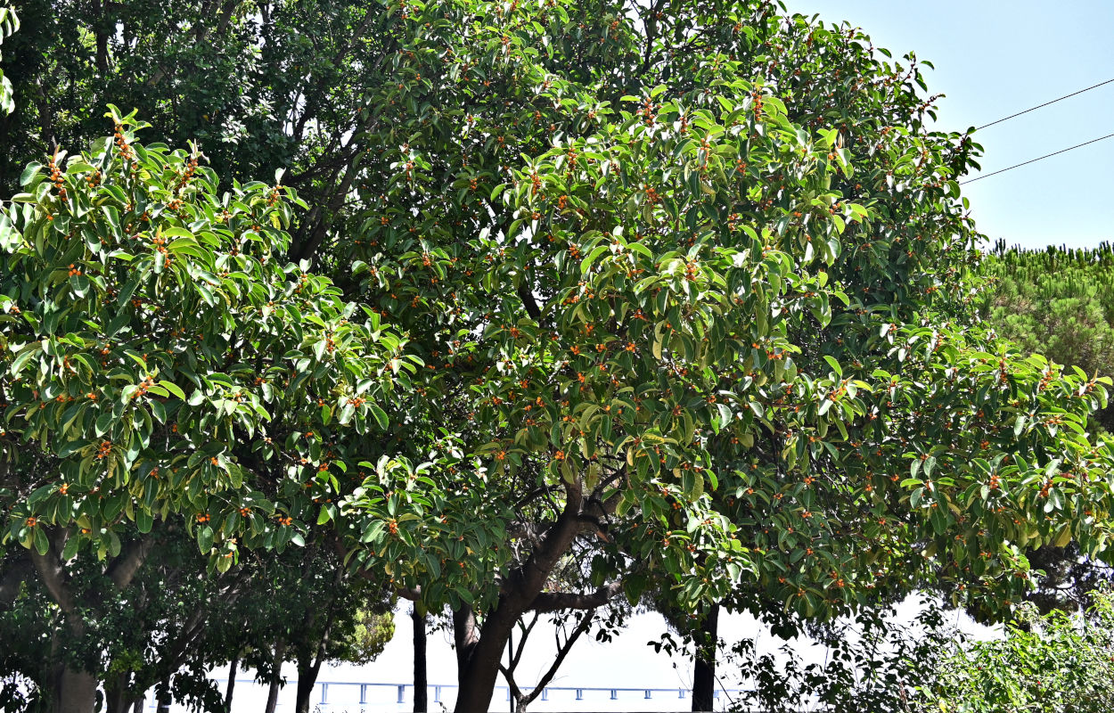 Image of Ficus lutea specimen.