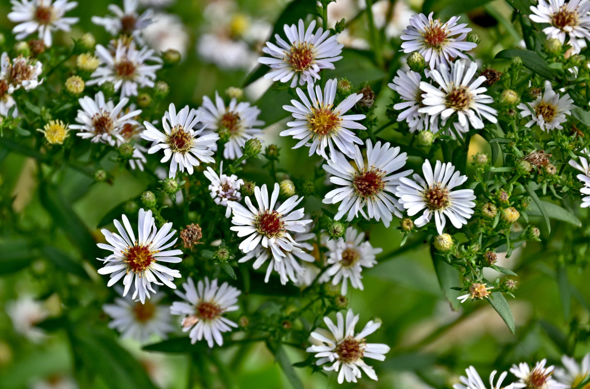 Изображение особи Symphyotrichum novi-belgii.