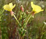 Oenothera rubricaulis. Цветки, бутоны и завязи. Калининградская обл., г. Светлогорск, край поля. 27.07.2025.
