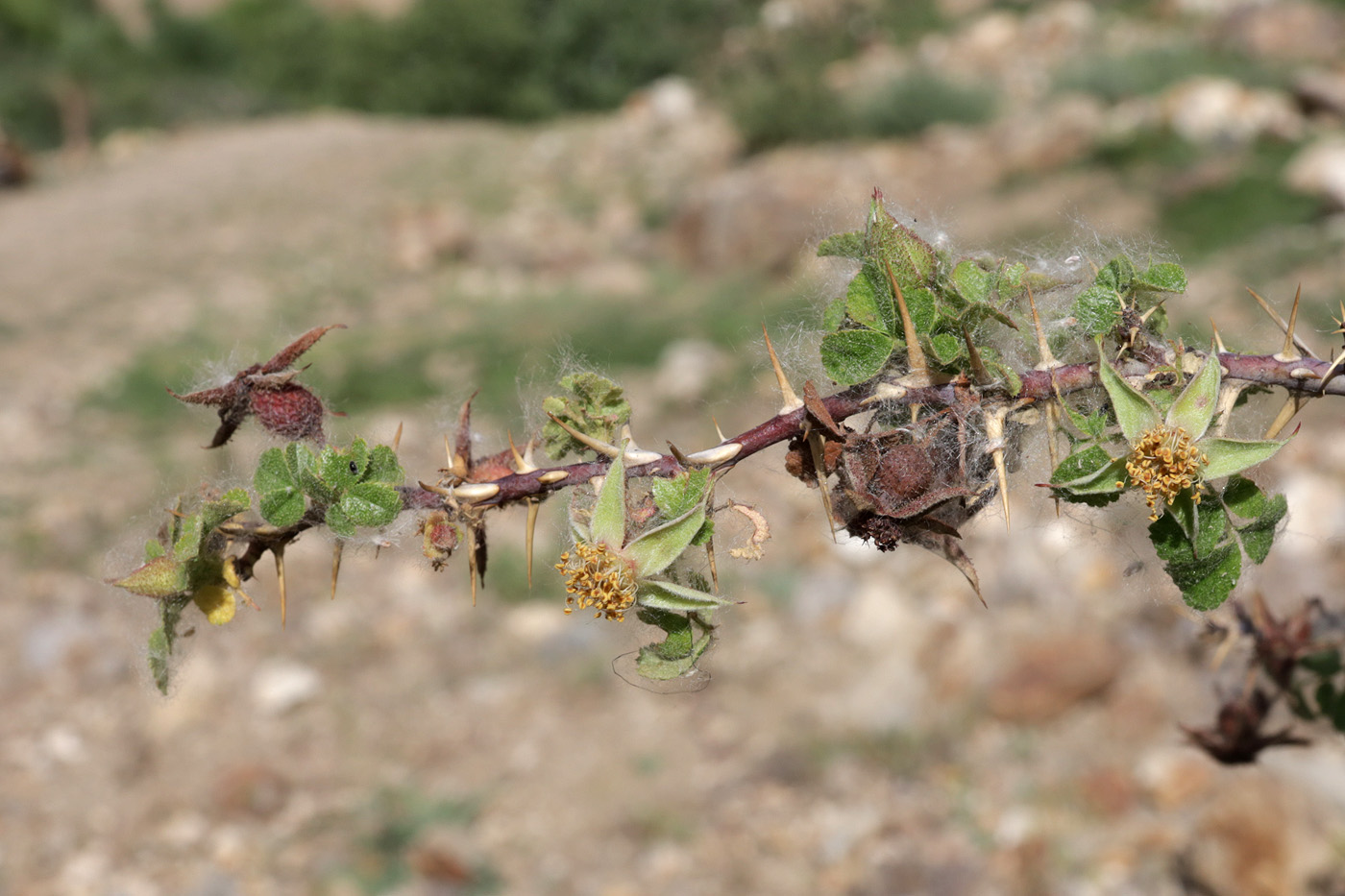 Image of Rosa fedtschenkoana specimen.