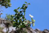 Lonicera nummulariifolia. Цветущее растение. Узбекистан, Джизакская обл., хр. Нуратау, гора Койташ, басс. р. Койташ, верховья Койташсая., ок. 1210 м н.у.м. 14.05.2025.