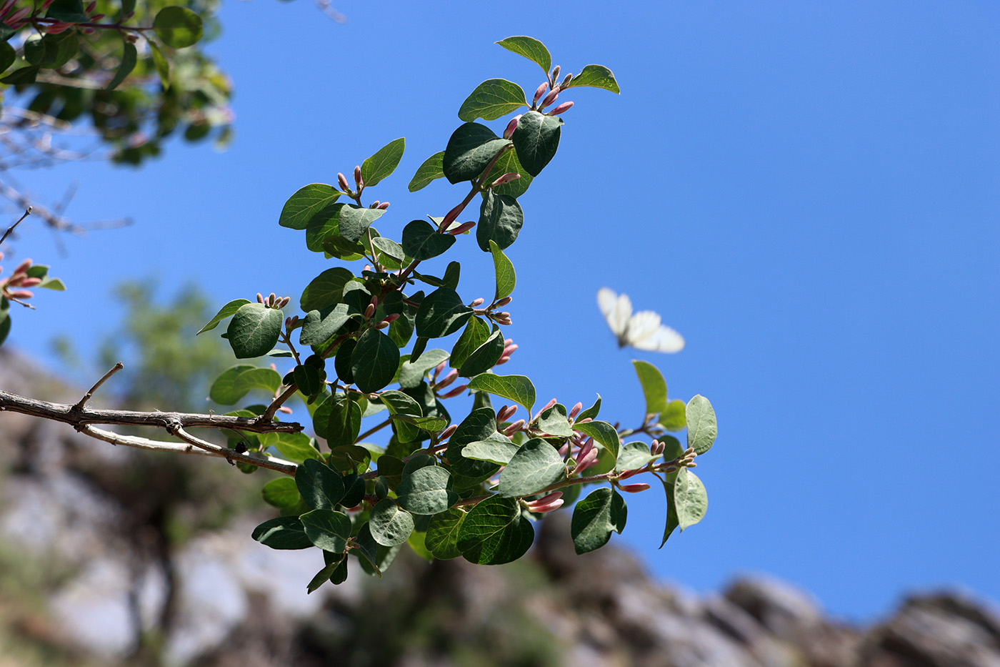Image of Lonicera nummulariifolia specimen.