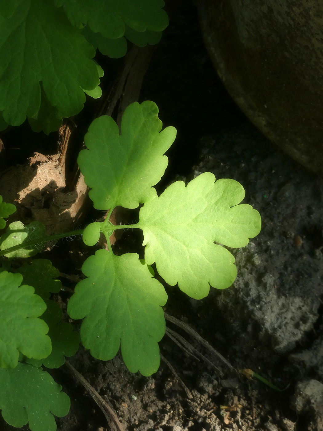 Image of Chelidonium majus specimen.