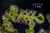 Ptilidium pulcherrimum. Ветвь гаметофита. Московская обл., Сергиево-Посадский г. о. окр., с.Абрамцево, надпойменная терраса р. Сумерь, елово-широколиственный (с примесью берёзы и ольхи) лес, на сев.-зап. стороне ствола берёзы диаметром ~ 50 см., на высоте ~ 1,5 м. 17 октября 2026 г.