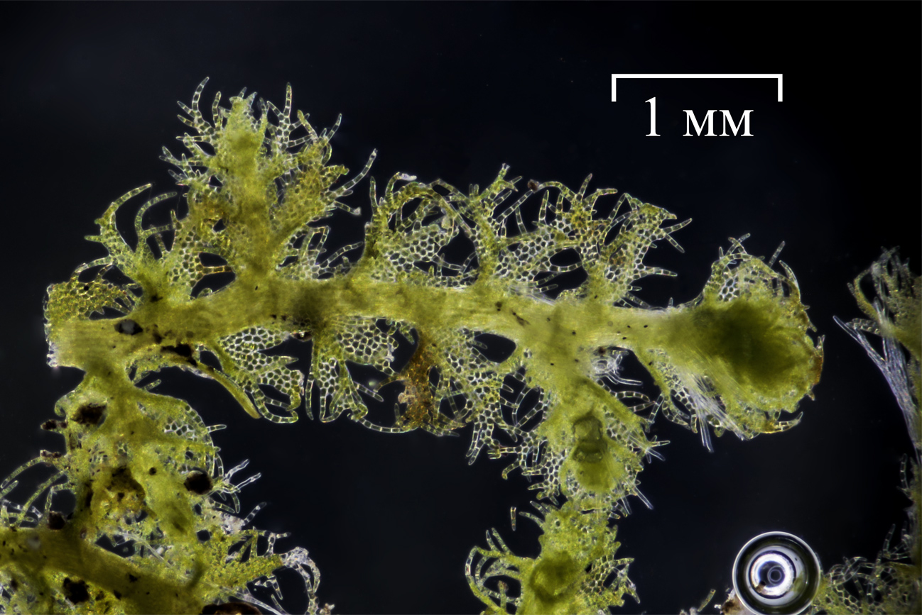 Image of Ptilidium pulcherrimum specimen.