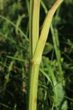 Pastinaca sativa. Средняя часть стебля с основанием листа. Беларусь, Витебская обл., окр. дер. Местечко, разнотравно-злаковый суходольный луг. 18.07.2026.