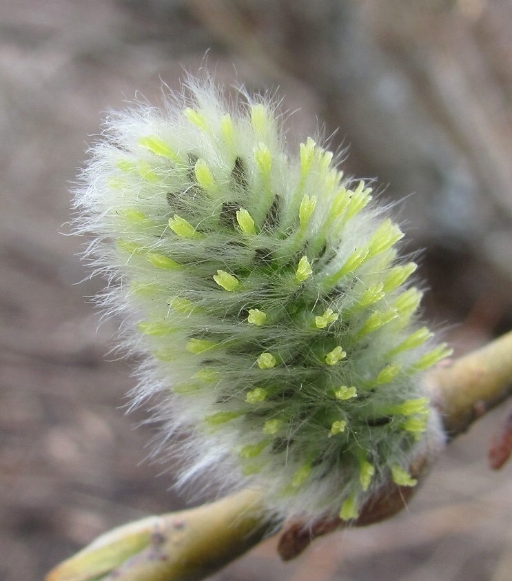 Изображение особи Salix gmelinii.