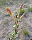 genus Oenothera. Соцветие. Чувашия, г. Мариинский Посад, Куйбышевское водохранилище, сухое песчаное прибрежье. 29.09.2007.