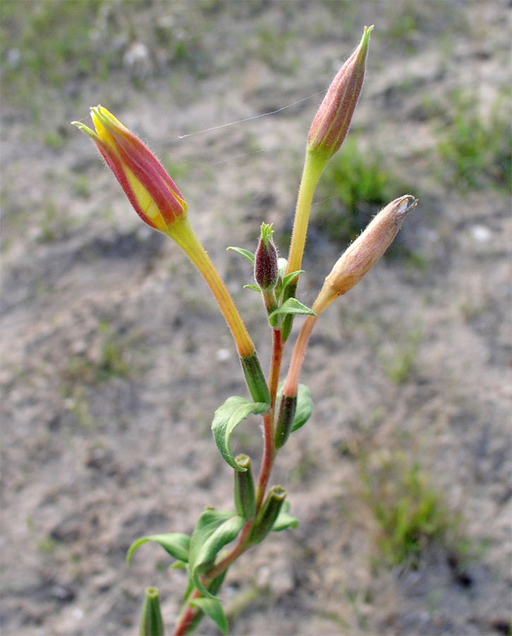 Image of Oenothera depressa specimen.