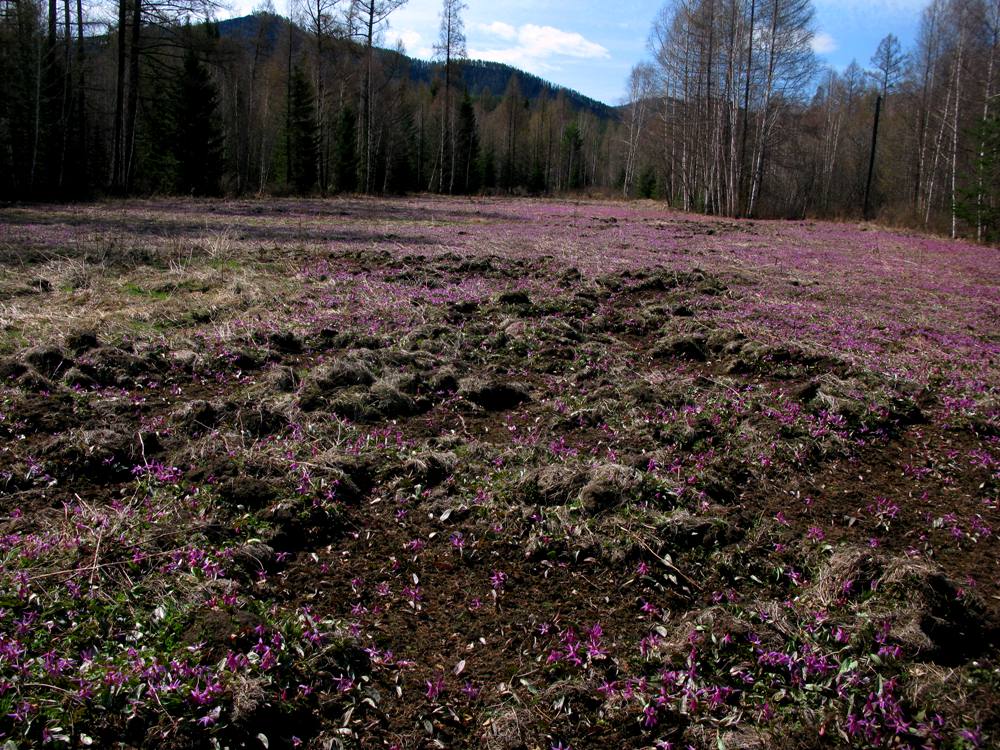 Image of Erythronium sajanense specimen.