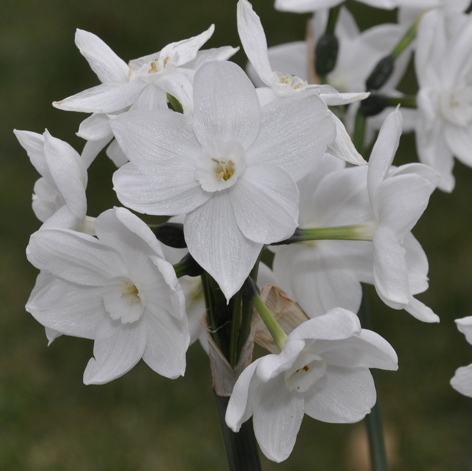 Image of Narcissus papyraceus specimen.