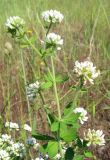 Dorycnium graecum