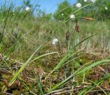 Carex paupercula