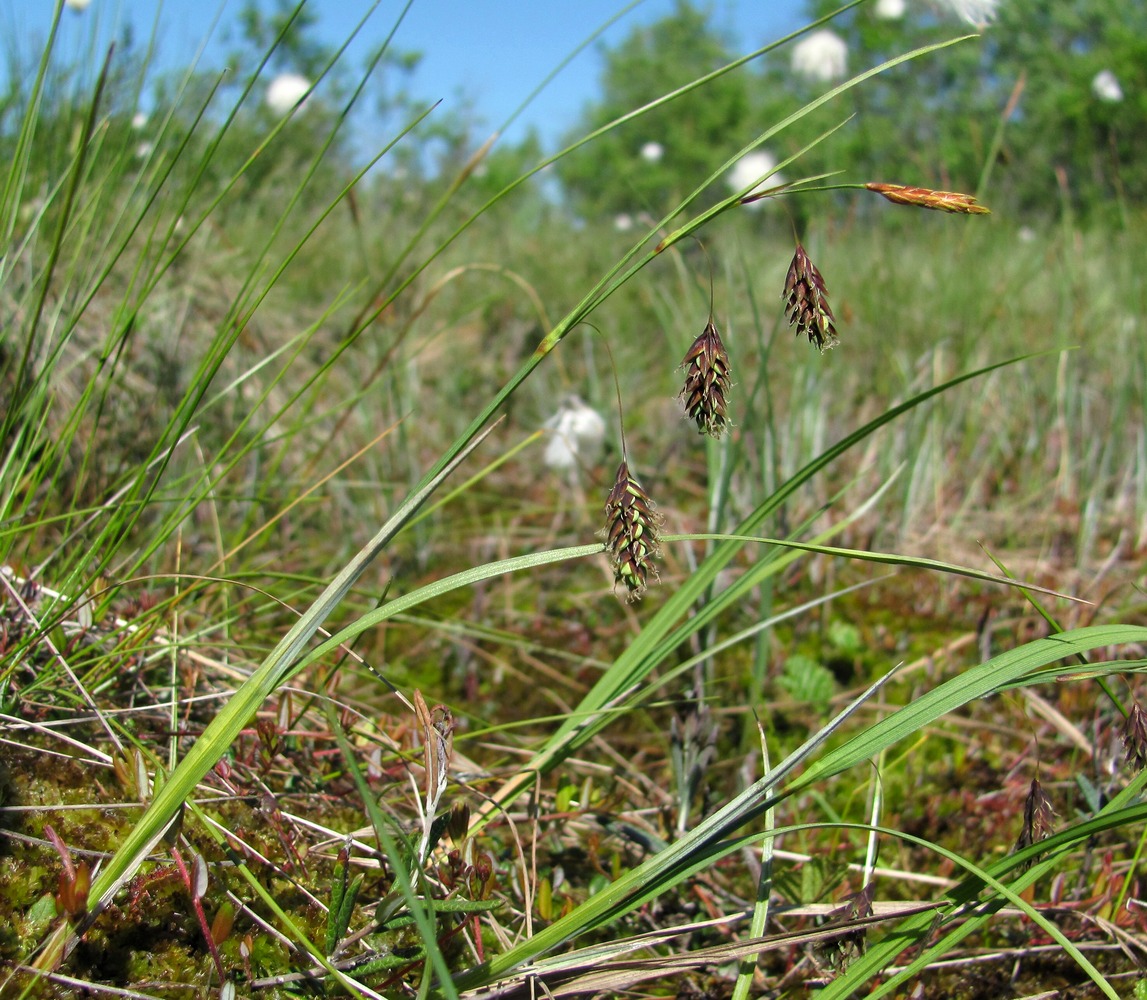 Image of Carex paupercula specimen.