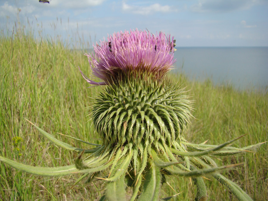 Изображение особи Cirsium ciliatum.