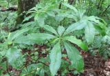 Rhododendron luteum