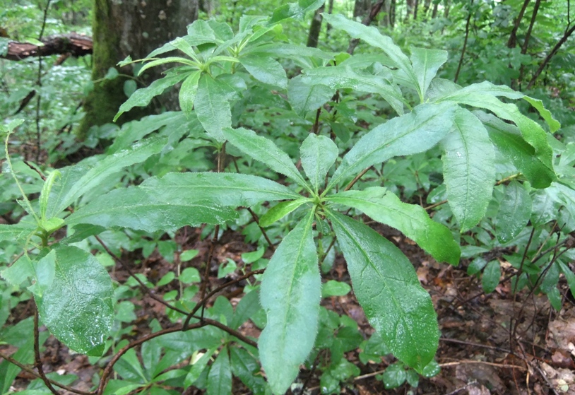 Image of Rhododendron luteum specimen.