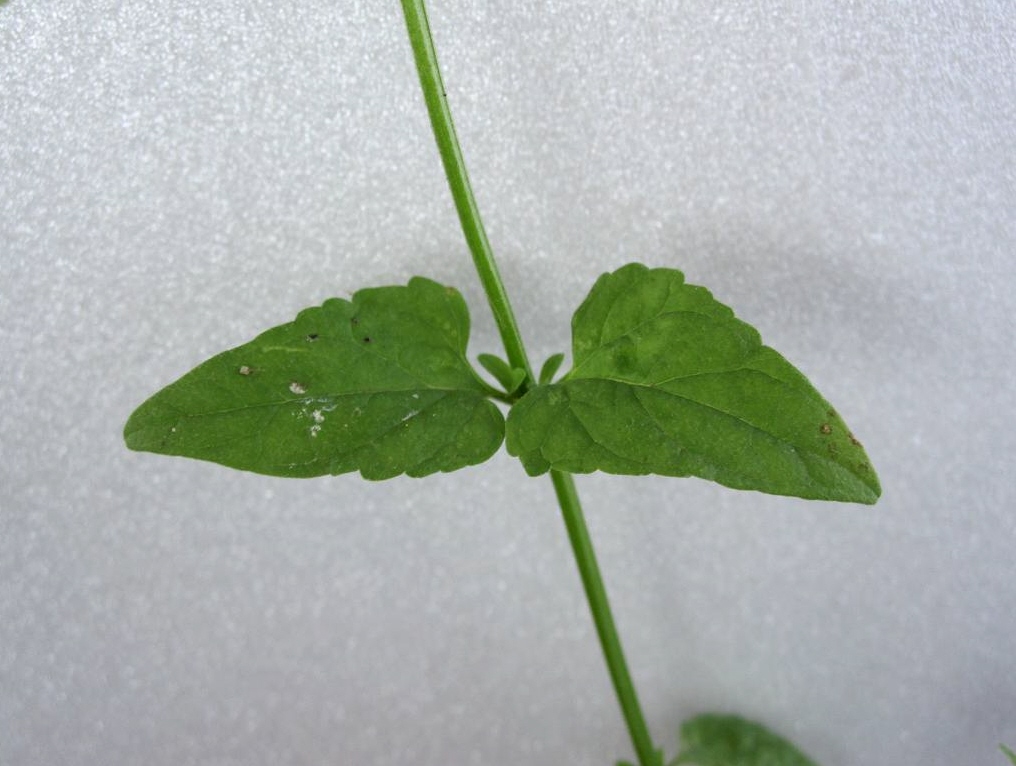 Image of Scutellaria dubia specimen.