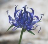 Phyteuma orbiculare. Соцветие. Черногория, Динарское нагорье, горный массив Дурмитор. 05.07.2011.