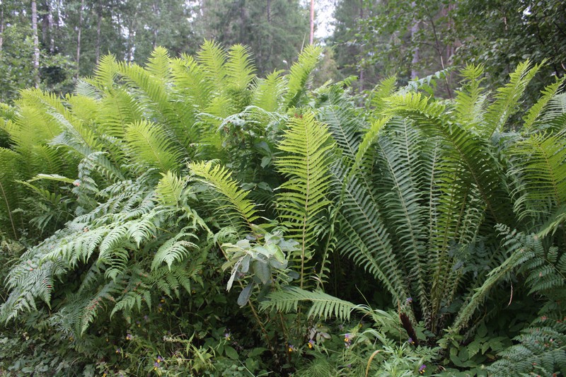 Image of Matteuccia struthiopteris specimen.