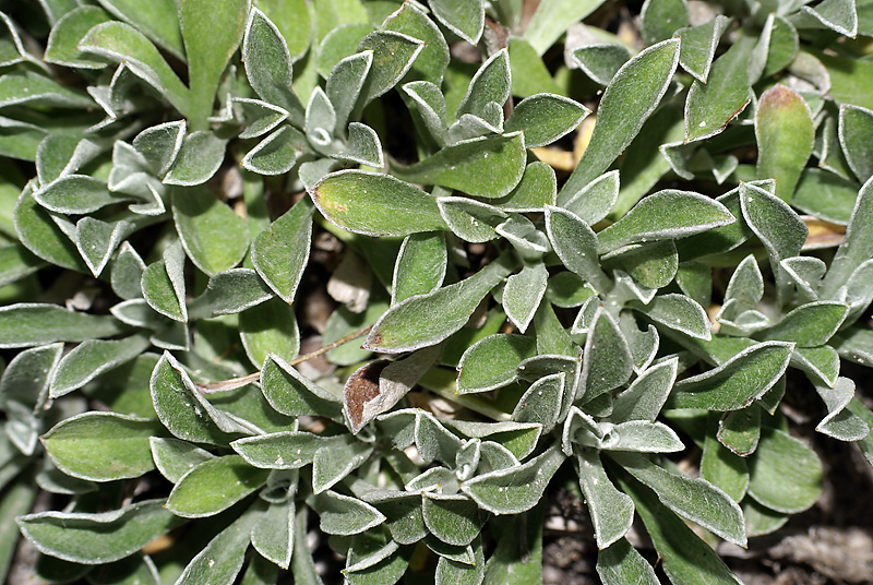 Image of Antennaria dioica specimen.