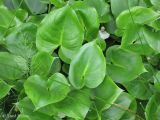 Calla palustris