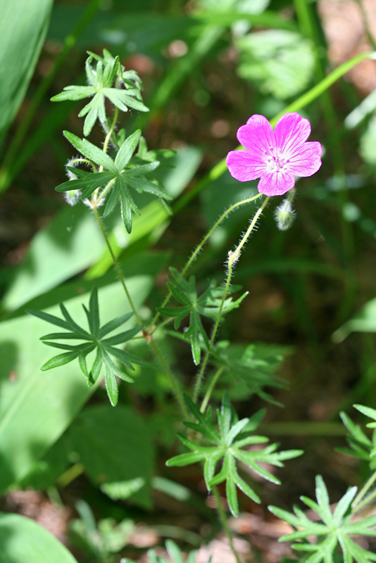 Image of Geranium sanguineum specimen.